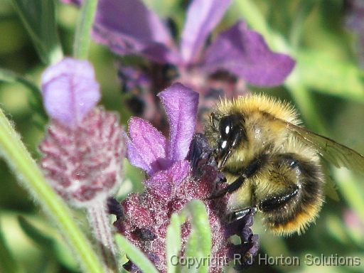 Lavender Bee